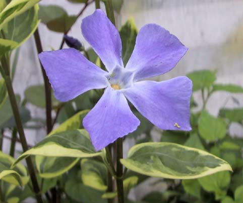 Image name: pervinca2.jpg 
 width: 482 pixel 
 height: 404 pixel 
 Size: 22124 bytes 
 Click to enlarge 